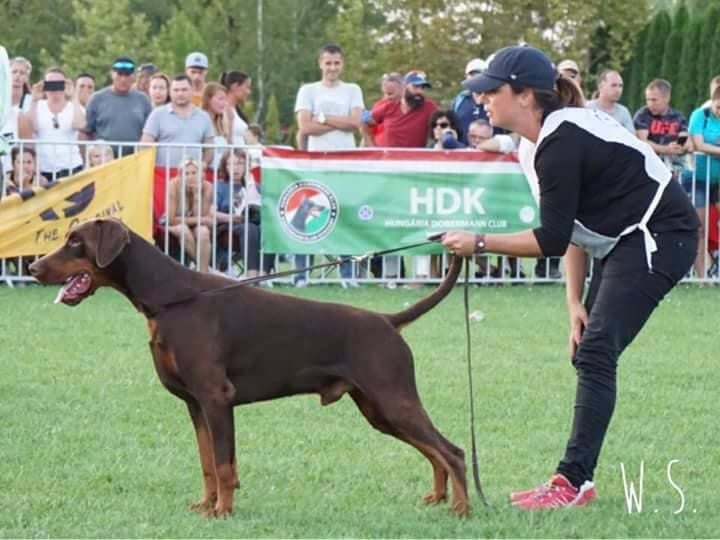 De Chardmethée - Championnats du Monde IDC HONGRIE