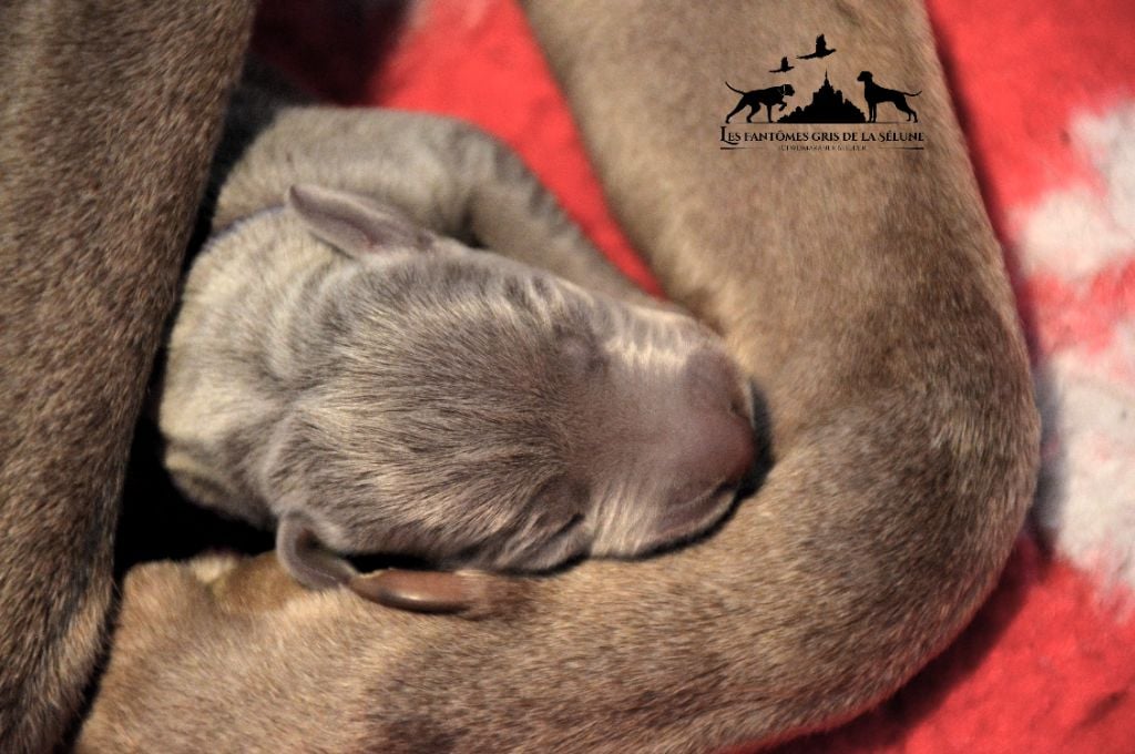 Des Fantômes Gris De La Sélune - Album des chiots