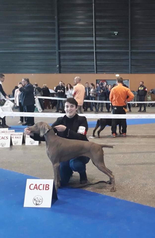 Des Fantômes Gris De La Sélune - Metz dog show