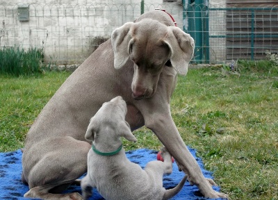 Des Fantômes Gris De La Sélune - Vidéos des chiots à 5 semaines