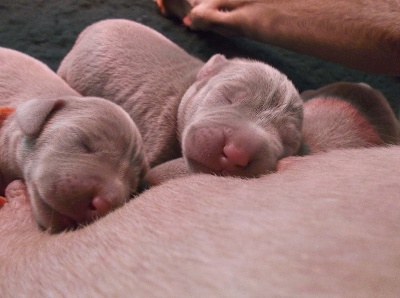 Des Fantômes Gris De La Sélune - Première vidéo des chiots