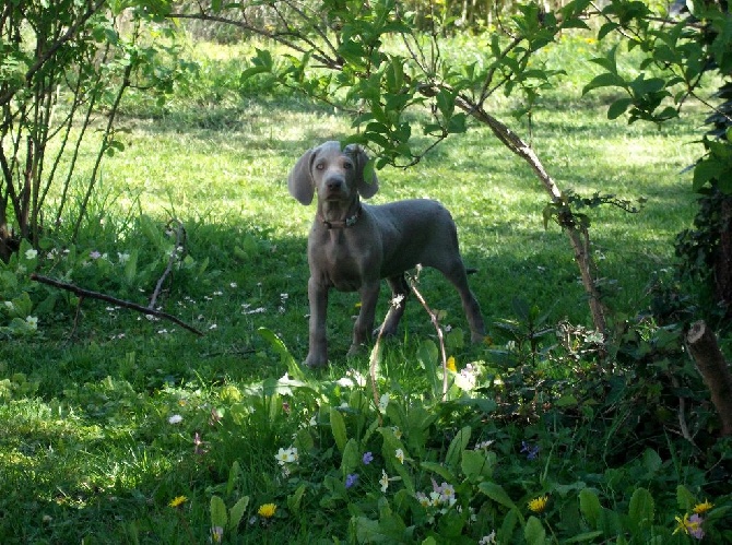 Des Fantômes Gris De La Sélune - Album photo des chiots