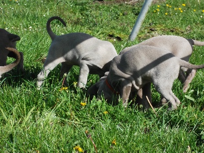 Des Fantômes Gris De La Sélune - Vidéo des chiots à 8 semaines