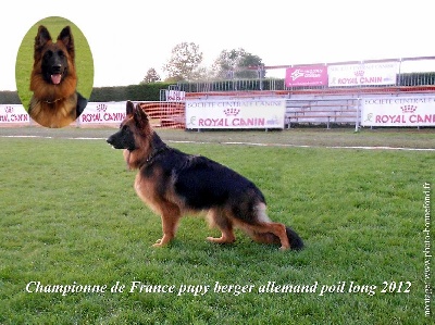 du clos de la gloriette - CHAMPIONNE DE FRANCE PUPPY POIL LONG