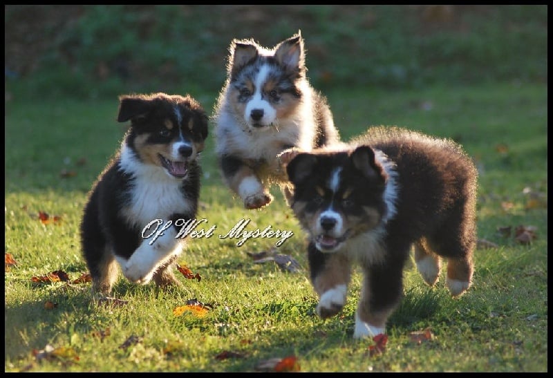 Chiot Berger Australien Of West Mystery