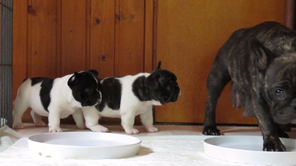 Du Rêve D'Emeraude - Norbert et Napolitain : "Quoi Maman? Tu oses manger notre bouillie?".