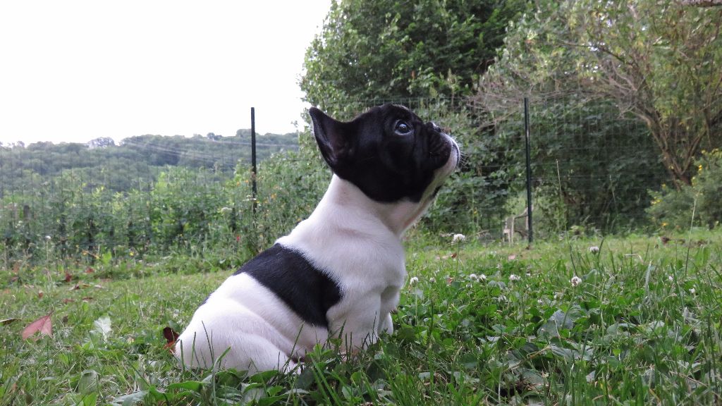 Du Rêve D'Emeraude - Les bébés ont 6 semaines