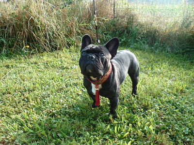 Du Rêve D'Emeraude - CACIB Genève et Champ. Européen pour Gi'King!