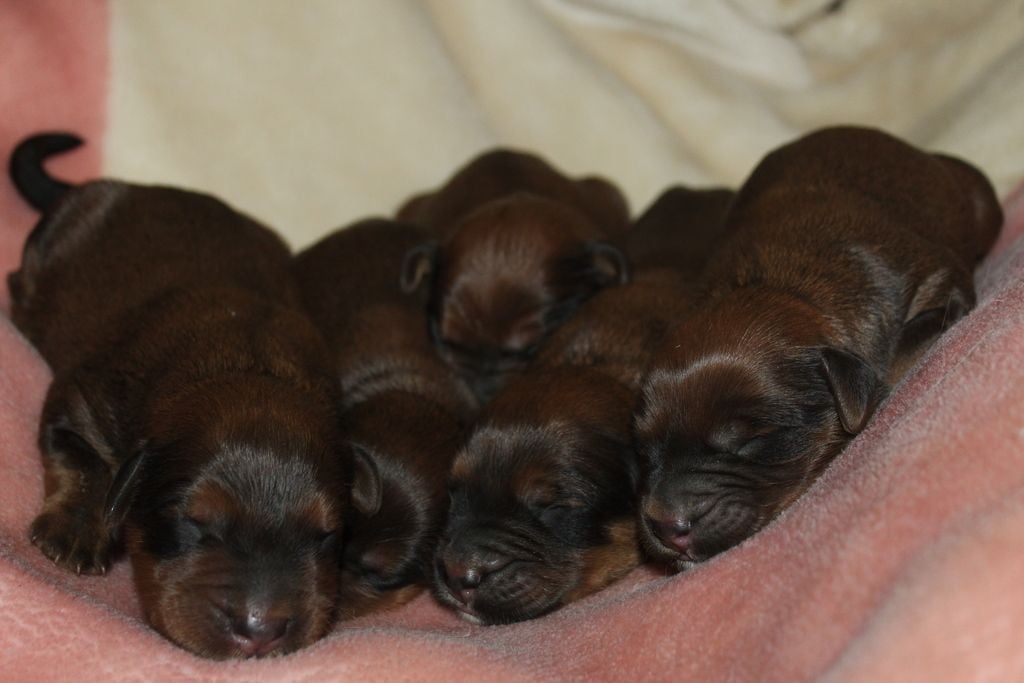 des champs du puy - De nouveaux bébés fauves !