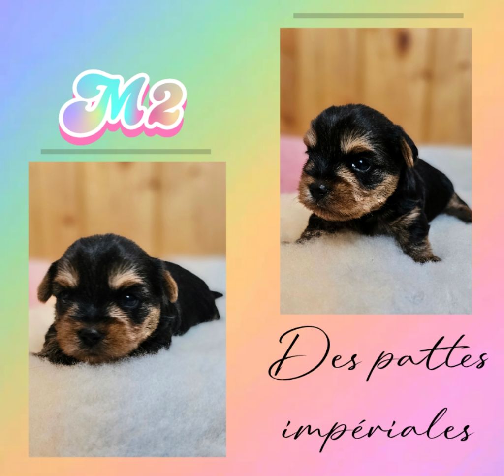 Des Pattes Impériales - Chiots disponibles - Yorkshire Terrier