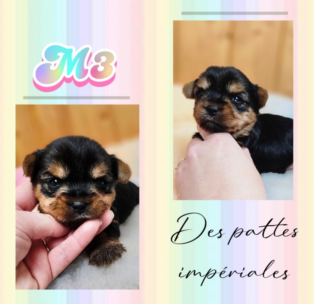 Des Pattes Impériales - Chiots disponibles - Yorkshire Terrier