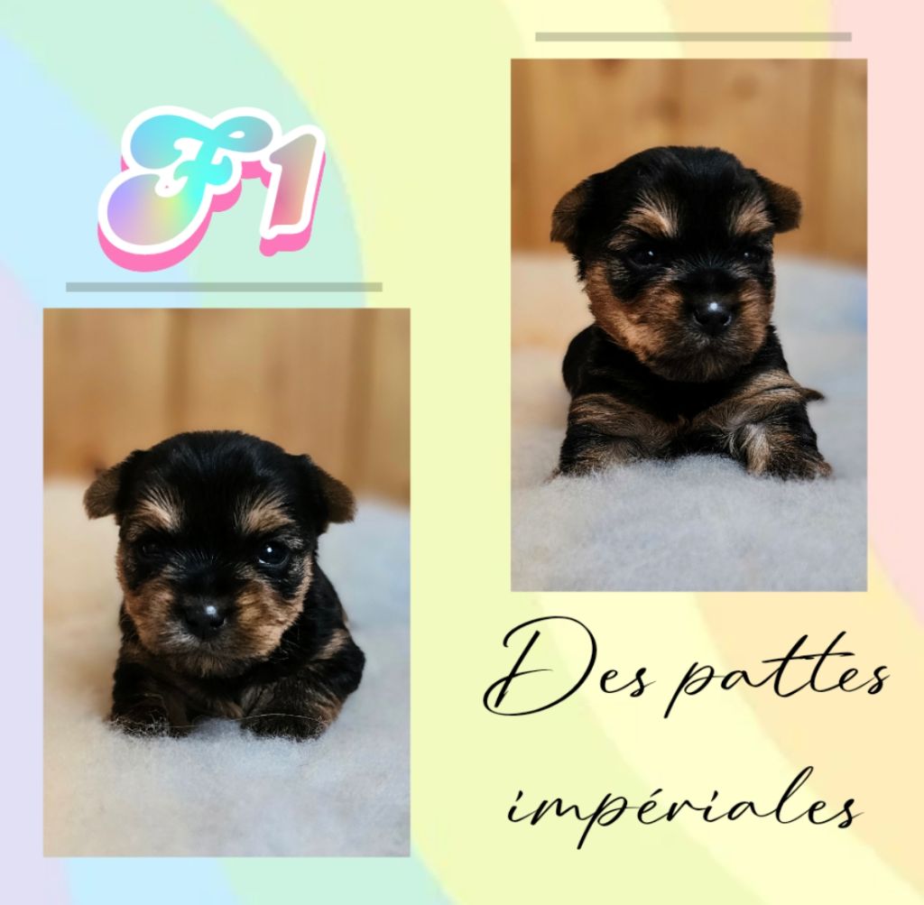 Des Pattes Impériales - Chiots disponibles - Yorkshire Terrier