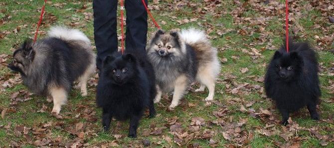 Du Flouz'y Garten - Paris Dog Show