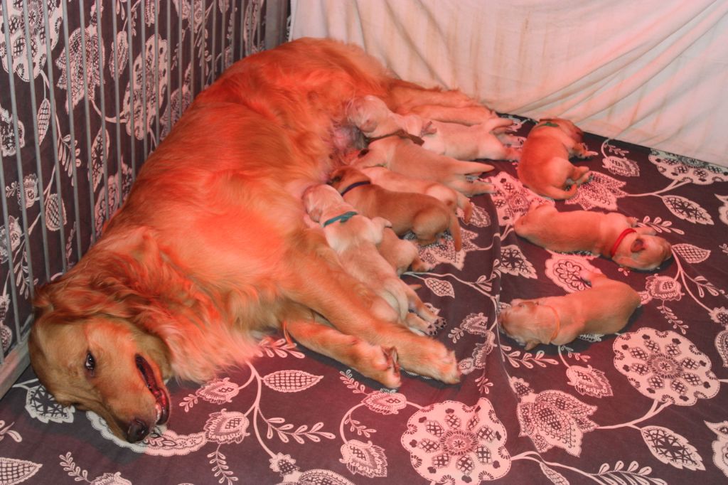 De La Vallée De Chère's Wood - Golden Retriever - Portée née le 12/05/2019