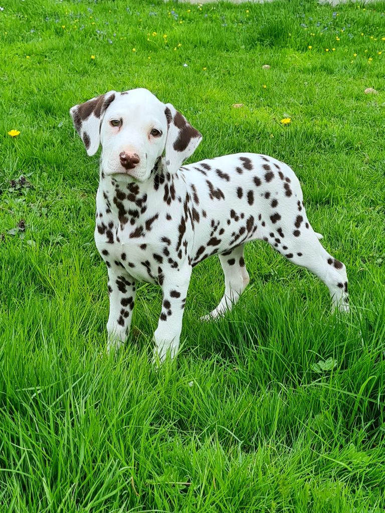 L'Ile D'Esmé - Dalmatien - Portée née le 22/02/2022