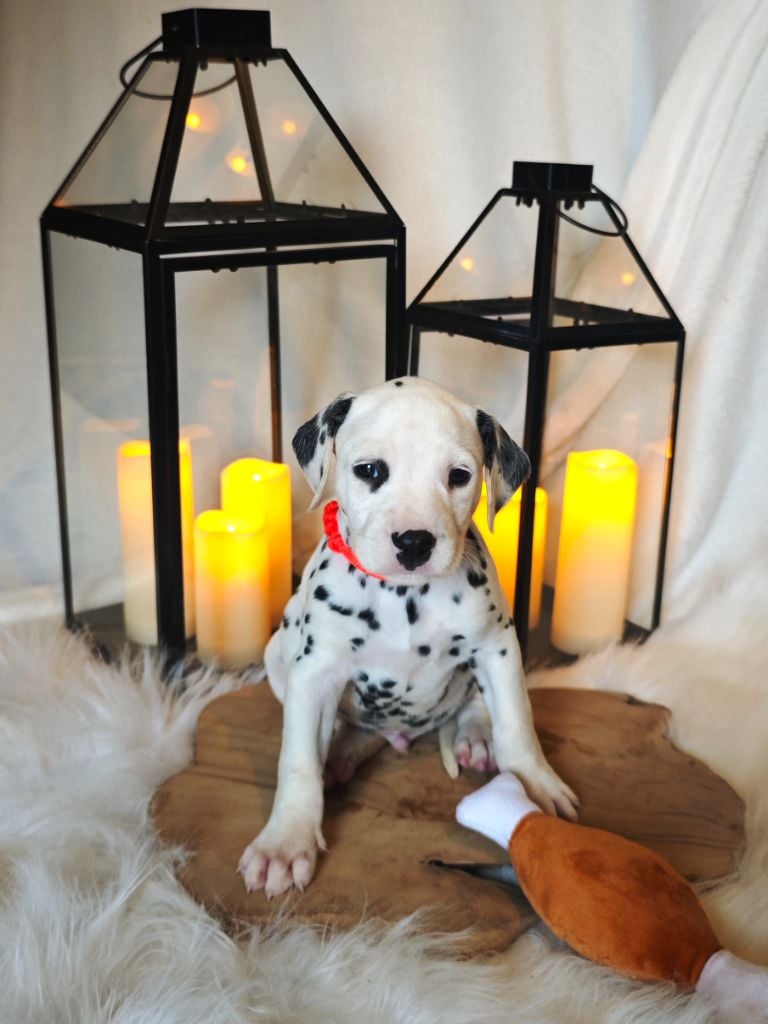 L'Ile D'Esmé - Chiots disponibles - Dalmatien