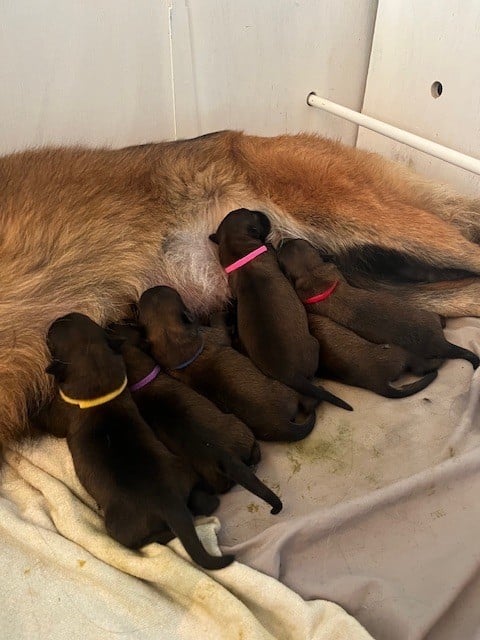 Des Crocs D'Etélia - Les chiots sont nés