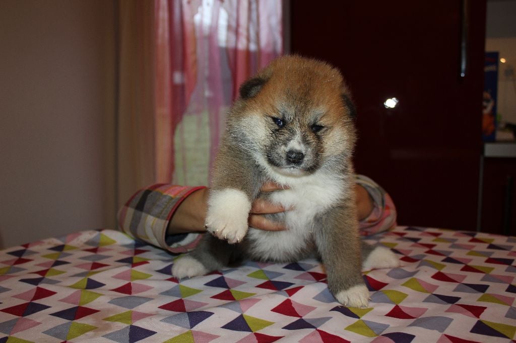 Hoseki - Chiots disponibles - Akita