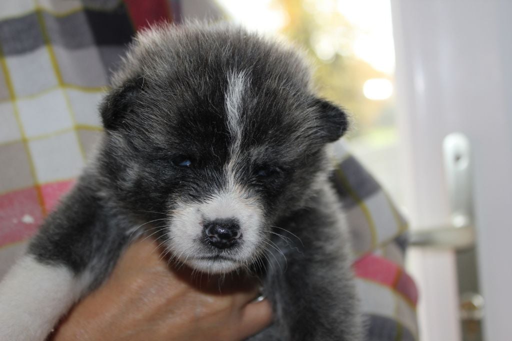 Hoseki - Chiots disponibles - Akita