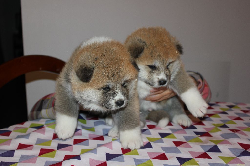 Hoseki - Chiots disponibles - Akita