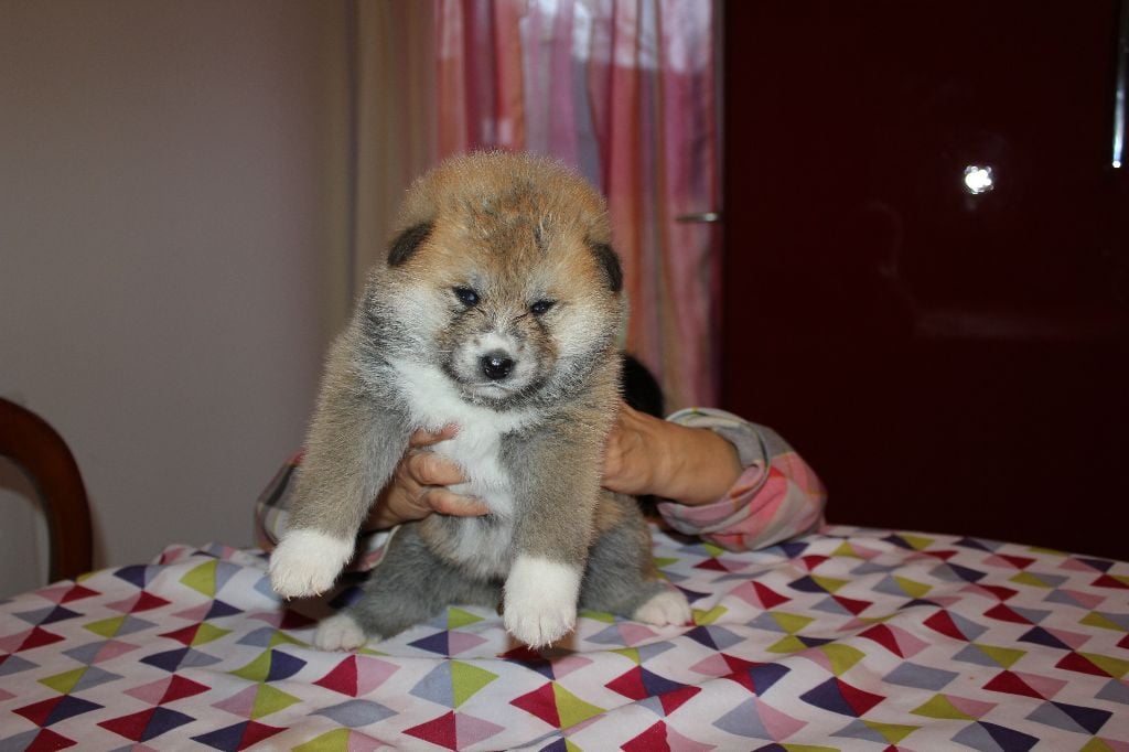 Hoseki - Chiots disponibles - Akita