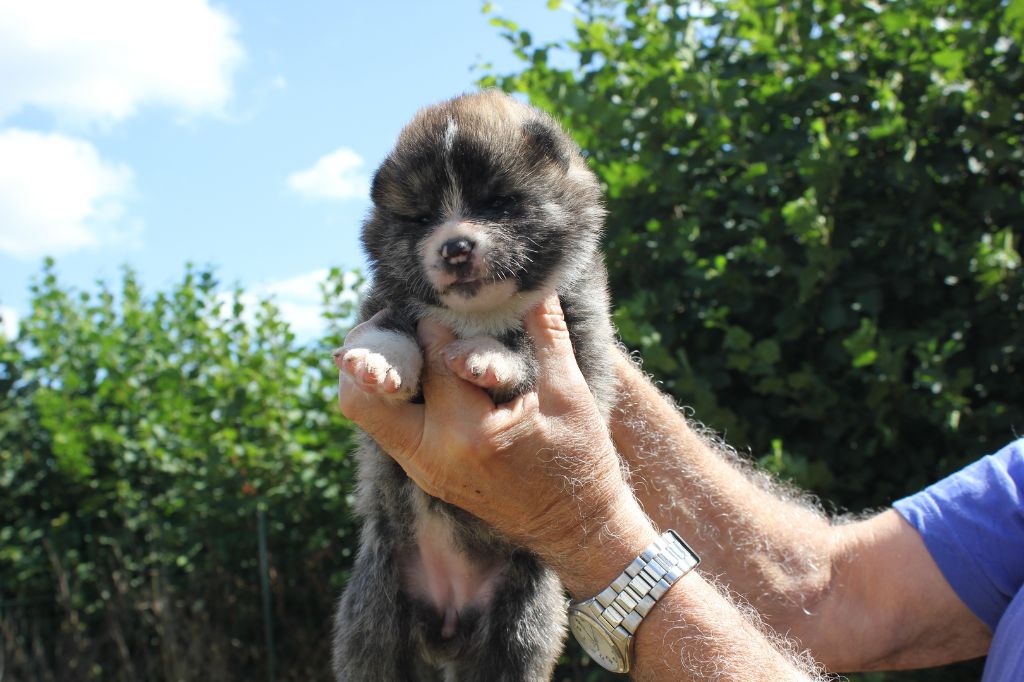 Hoseki - Chiots disponibles - Akita