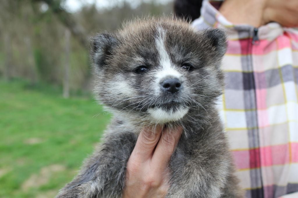 Hoseki - Chiots disponibles - Akita