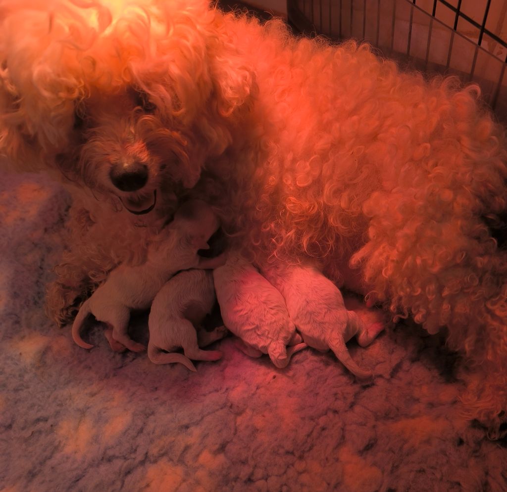 Chiot Bichon Frise Von Bereich Sandalvi