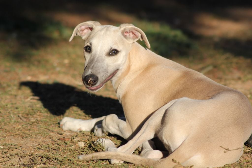 D'Esquopanity - Chiots disponibles - Whippet