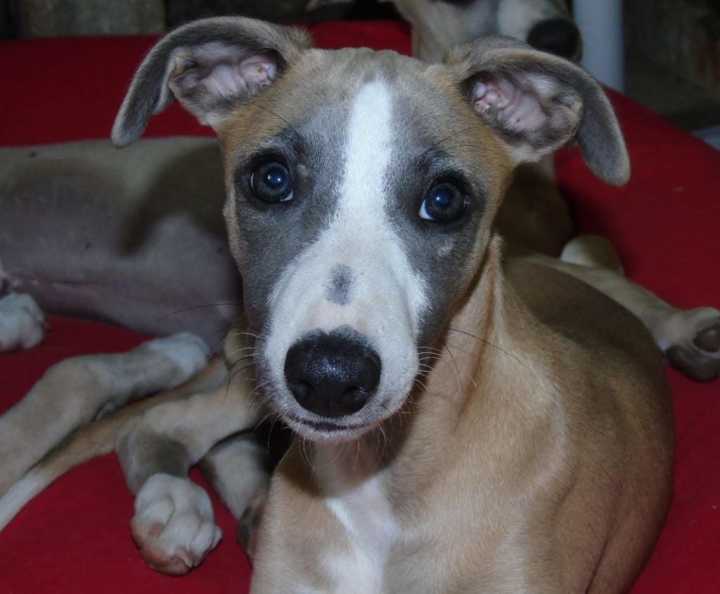 D'Esquopanity - Chiots disponibles - Whippet