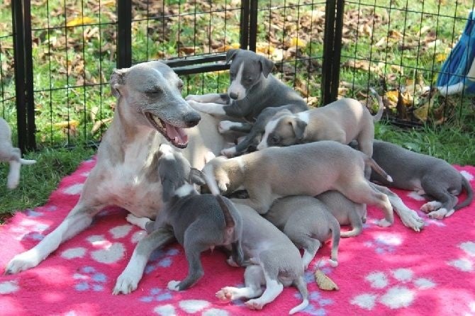 Chiot Whippet D'Esquopanity