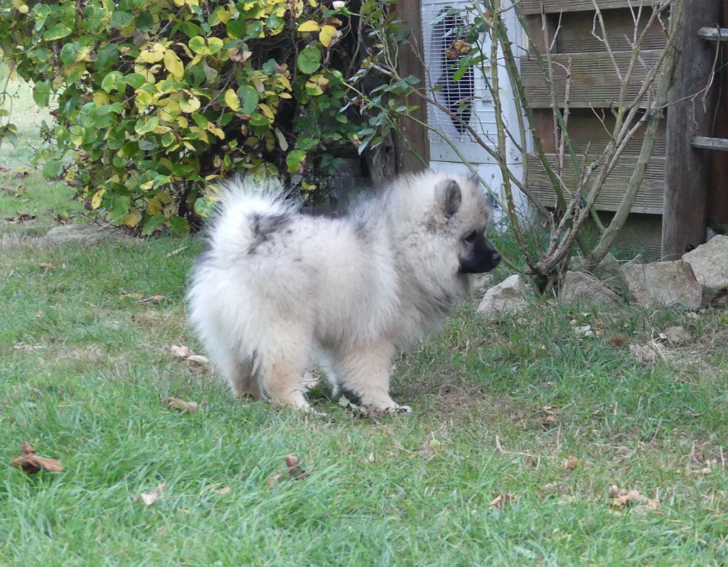 De La Chaume Mathey - Chiots disponibles - Spitz allemand