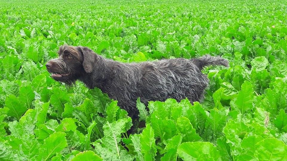 De La Marne Au Bois - Jadounette  championne départemental des rencontres st Hubert 2018