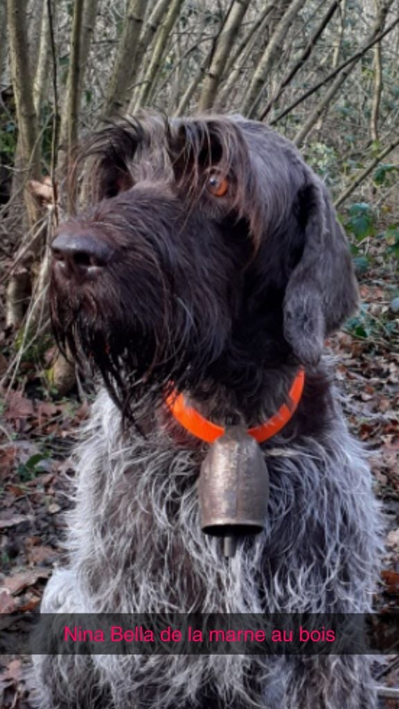 	Nina Bella championne de FRANCE des rencontres saint Hubert