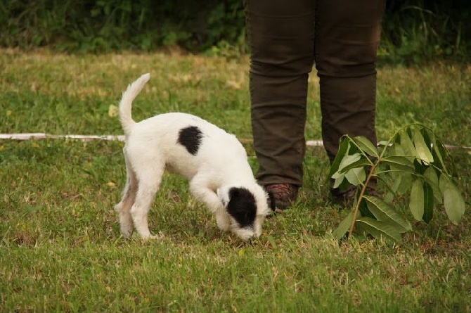 Des Contes Du Vieux Chêne - 1er concours chiens truffiers pour Magie Noire