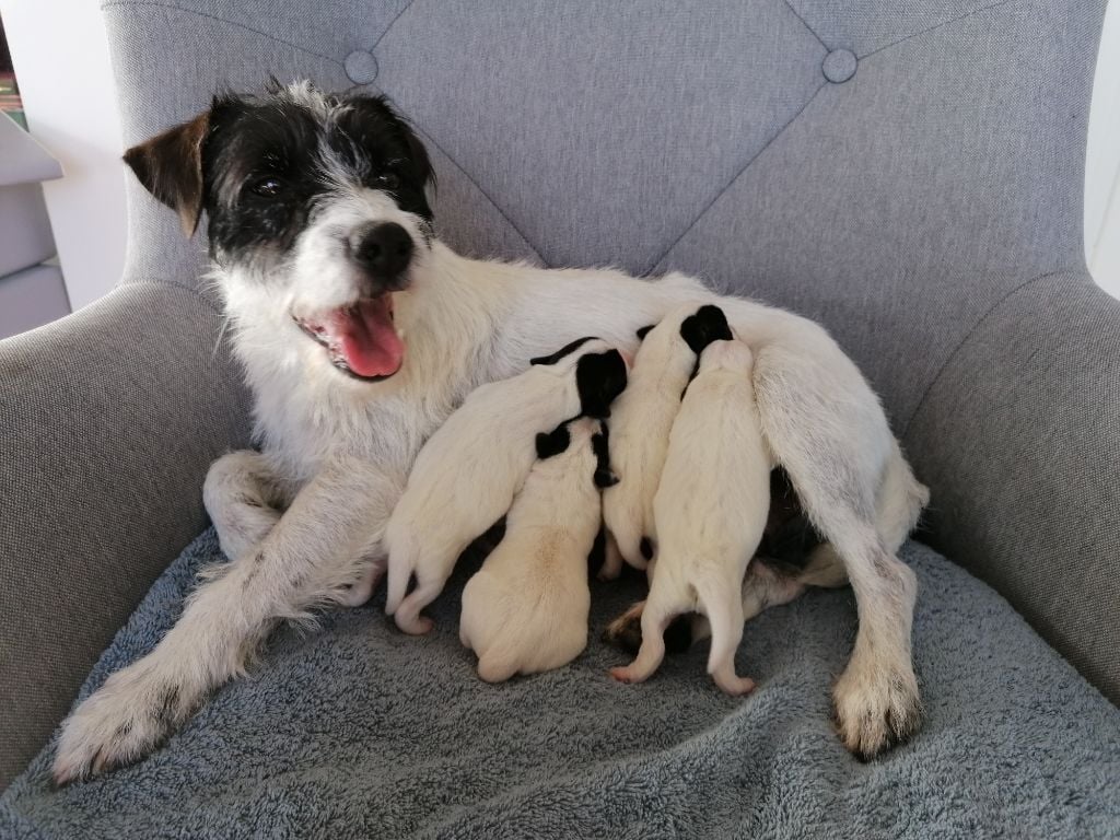 Des Contes Du Vieux Chêne - Les chiots de Nice sont nés. 