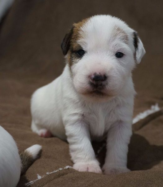 Des Contes Du Vieux Chêne - Les premiers chiots de Jimmy sont nés