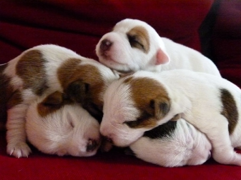 Des Contes Du Vieux Chêne - Parson Russell Terrier - Portée née le 07/02/2016