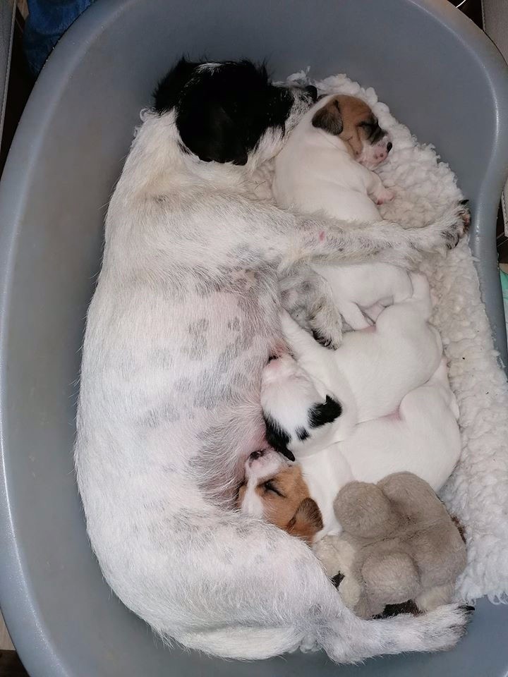 Des Contes Du Vieux Chêne - Parson Russell Terrier - Portée née le 16/11/2019