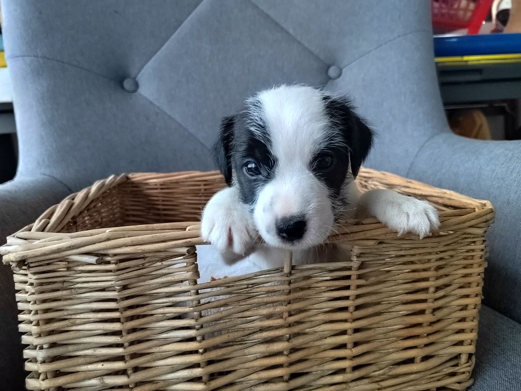 Des Contes Du Vieux Chêne - Chiots disponibles - Parson Russell Terrier