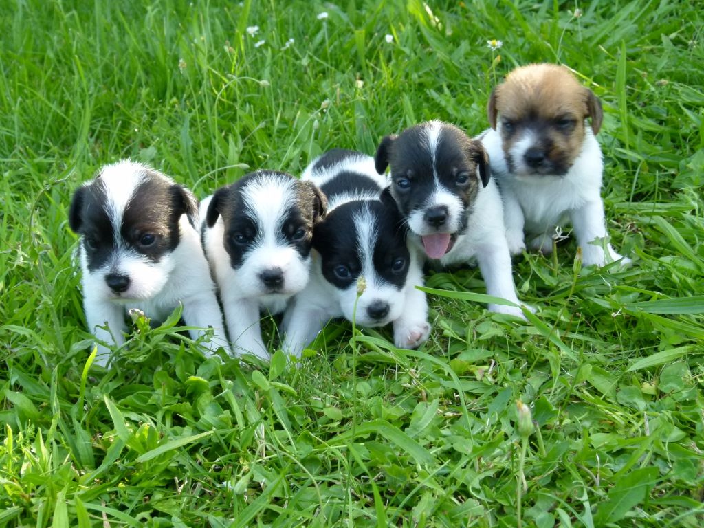 Des Contes Du Vieux Chêne - Parson Russell Terrier - Portée née le 28/06/2021