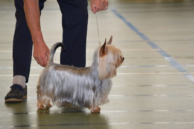 of Silky's Paradise - N.E. CHARVIEU (FR) 29.09: 2 CHAMP FR