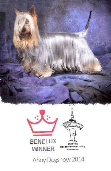 of Silky's Paradise - CACIB ROTTERDAM (NL) 06.09: BENELUX WINNER (NL) 2014 + BOB