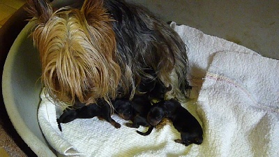 of Silky's Paradise - PUPS BORN 28.07.2013