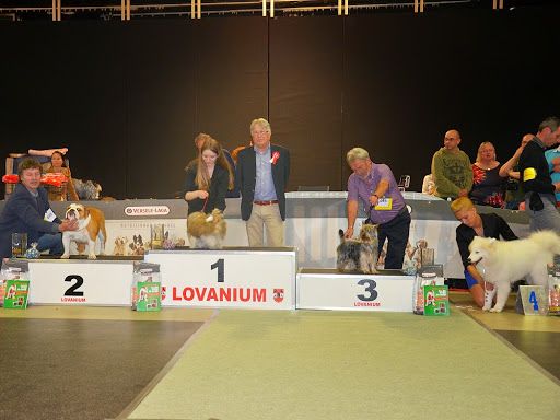 of Silky's Paradise - JR & VET DAY AARSCHOT (B) 27.04: PUPPY BIS  3