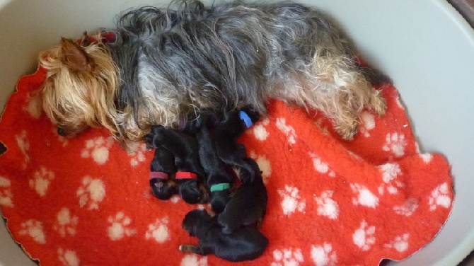 of Silky's Paradise - PUPS BORN 13.07.2014