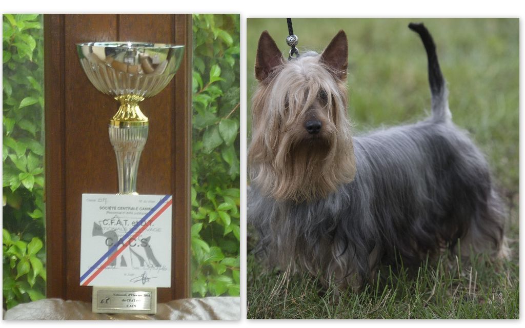 of Silky's Paradise - N.E. 25.09.2016 CHALETTE SUR LOING (FR): 2 CHAMPION TITLES