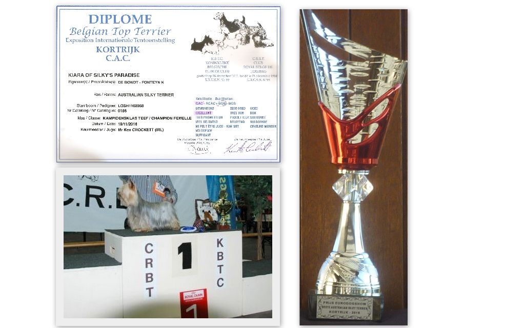 of Silky's Paradise - BTTS(CRBT-KBTC) CAC (B) 19.11:BELGIAN TOP TERRIER/BOB