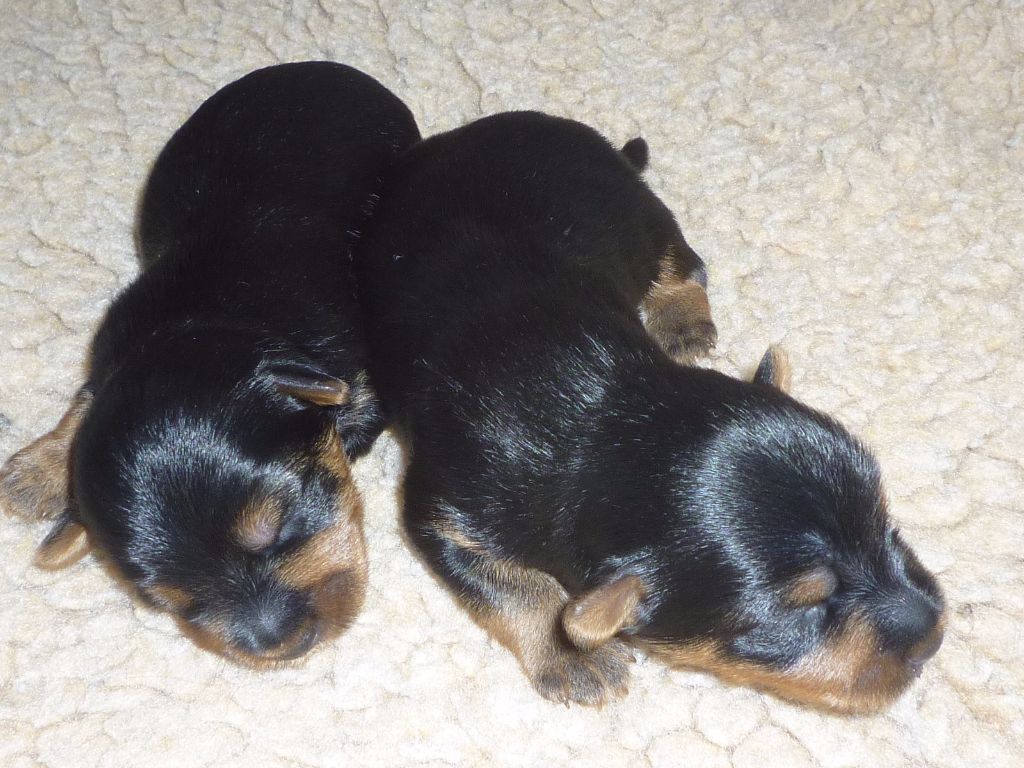 of Silky's Paradise - Chiots disponibles - Australian Silky Terrier