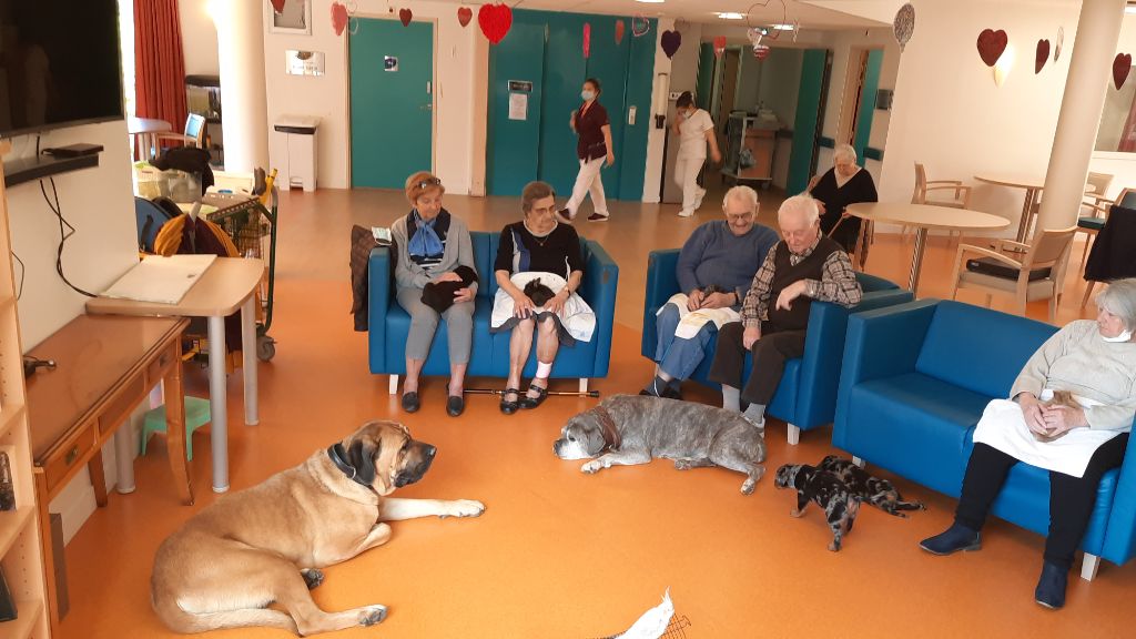 Des Veilleurs De Saint Michel - Les chiots découvrent la médiation animale 